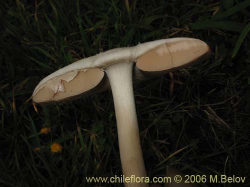 未確認の植物種 sp. #2277の写真