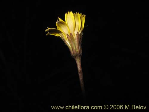 Bild von Asteraceae sp. #1880 (). Klicken Sie, um den Ausschnitt zu vergrössern.