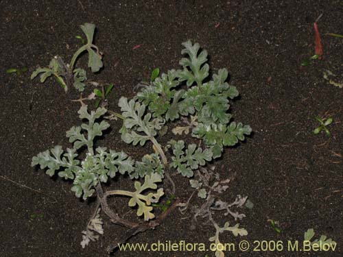 Bild von nicht bestimmte Pflanze sp. #3018 (). Klicken Sie, um den Ausschnitt zu vergrössern.