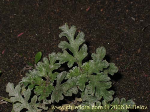 Bild von nicht bestimmte Pflanze sp. #3018 (). Klicken Sie, um den Ausschnitt zu vergrössern.