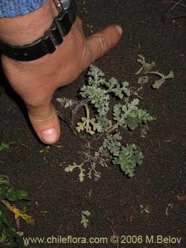 Bild von nicht bestimmte Pflanze sp. #3018 (). Klicken Sie, um den Ausschnitt zu vergrössern.