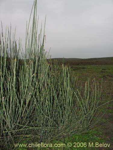 未確認の植物種 sp. #2294の写真