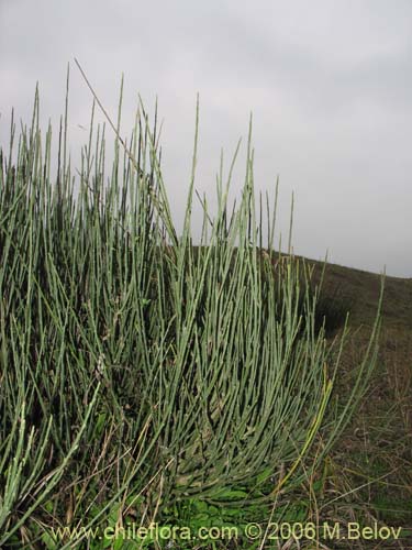 未確認の植物種 sp. #2294の写真