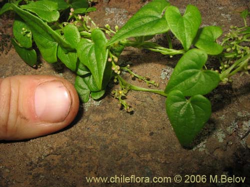 Imágen de Dioscorea (small flower, climber). Haga un clic para aumentar parte de imágen.