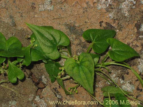 Imágen de Dioscorea (small flower, climber). Haga un clic para aumentar parte de imágen.