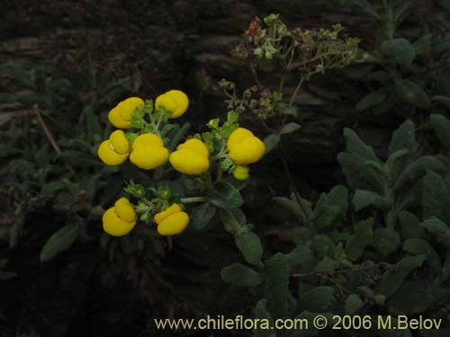Image of Calceolaria integrifolia (). Click to enlarge parts of image.