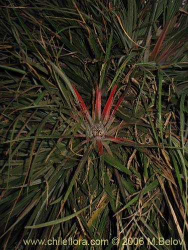 Bild von Fascicularia litoralis (Puñeñe / Chupón / Chupalla). Klicken Sie, um den Ausschnitt zu vergrössern.