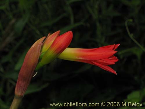 Imágen de Phycella bicolor (Azucena del diablo). Haga un clic para aumentar parte de imágen.