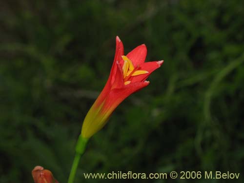 Imágen de Phycella bicolor (Azucena del diablo). Haga un clic para aumentar parte de imágen.