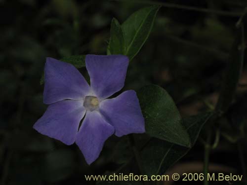 Imágen de Nolana sp. #1496 (). Haga un clic para aumentar parte de imágen.