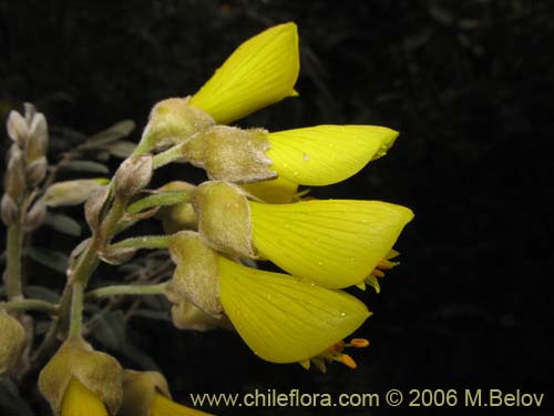 Imágen de Sophora macrocarpa (Mayo). Haga un clic para aumentar parte de imágen.