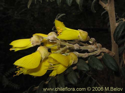 Imágen de Sophora macrocarpa (Mayo). Haga un clic para aumentar parte de imágen.