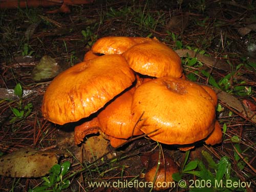 Gymnopilus spectabilisの写真