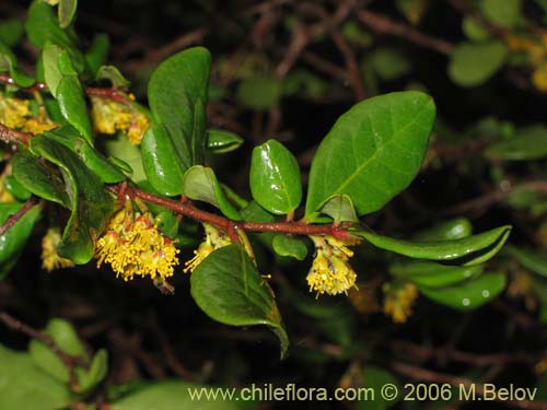 Azara integrifolia的照片