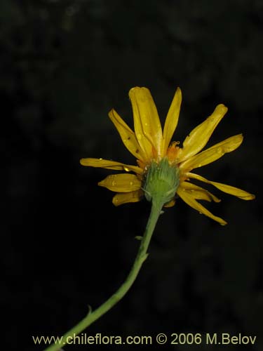 Bild von Senecio sp. #2751 (). Klicken Sie, um den Ausschnitt zu vergrössern.