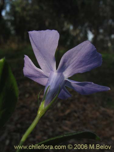 Image of Vinca mayor (previnca / herba donzella). Click to enlarge parts of image.