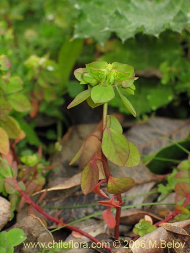 Imágen de Euphorbia peplus (Pichoa / Pichoga / Mariquita). Haga un clic para aumentar parte de imágen.