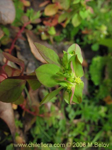 Imágen de Euphorbia peplus (Pichoa / Pichoga / Mariquita). Haga un clic para aumentar parte de imágen.