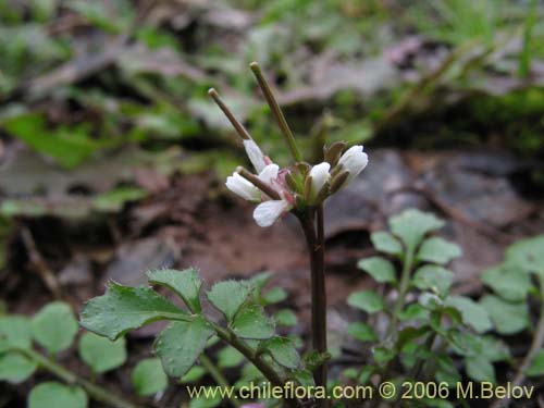 Image of Cardamine hirsuta (Berro). Click to enlarge parts of image.