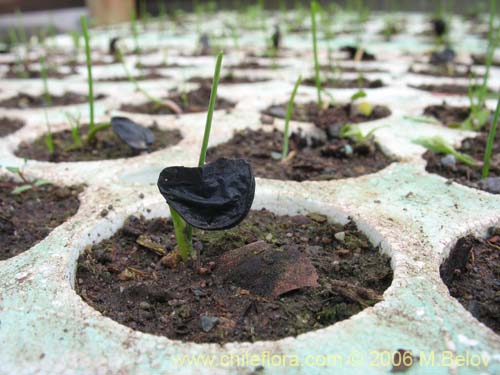 Image of Rhodophiala montana (Añañuca de las montañas). Click to enlarge parts of image.