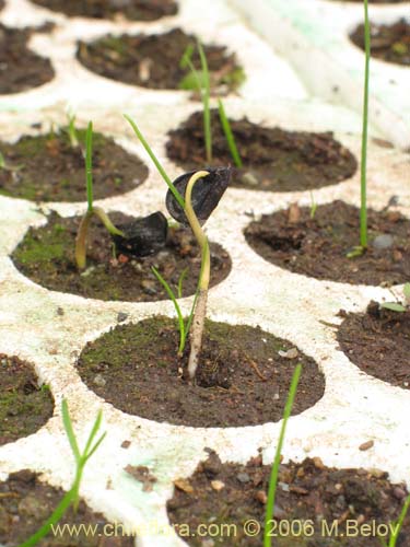 Rhodophiala montana的照片