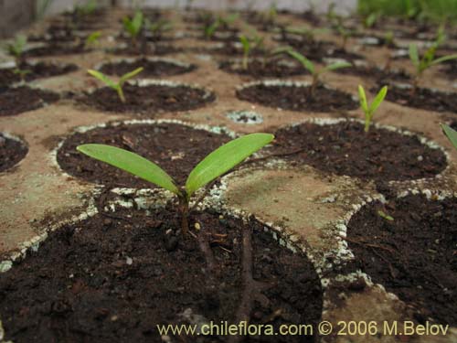Bild von Mutisia subulata (Flor de la granada / Clavel del campo). Klicken Sie, um den Ausschnitt zu vergrössern.