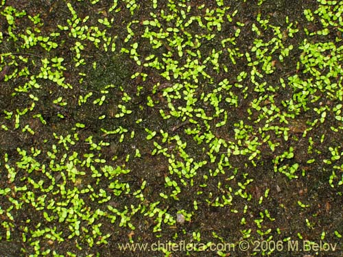 Escallonia pulverulenta의 사진