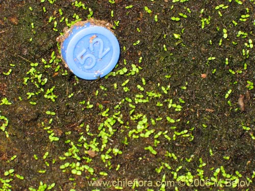 Escallonia pulverulentaの写真