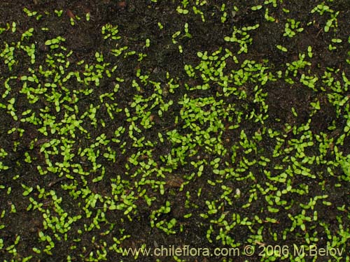 Escallonia pulverulentaの写真