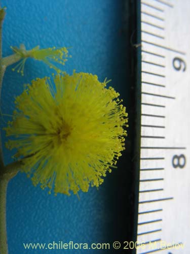 Bild von Acacia dealbata (Aromo (de castilla)). Klicken Sie, um den Ausschnitt zu vergrössern.