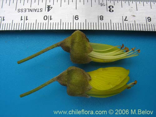 Imágen de Sophora macrocarpa (Mayo). Haga un clic para aumentar parte de imágen.