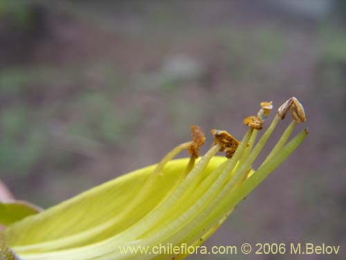 Imágen de Sophora macrocarpa (Mayo). Haga un clic para aumentar parte de imágen.
