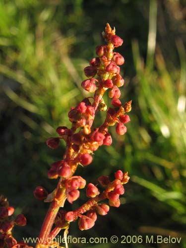 Rumex acetosella的照片