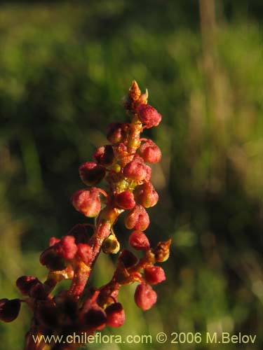 Rumex acetosella的照片