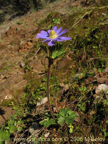 Image of Anemone decapetala var. foliolosa (Centella). Click to enlarge parts of image.