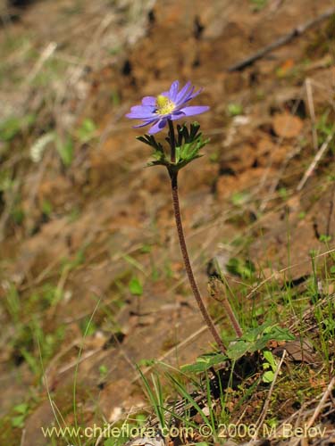 Bild von Anemone decapetala var. foliolosa (Centella). Klicken Sie, um den Ausschnitt zu vergrössern.
