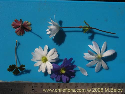 Bild von Anemone decapetala var. foliolosa (Centella). Klicken Sie, um den Ausschnitt zu vergrössern.