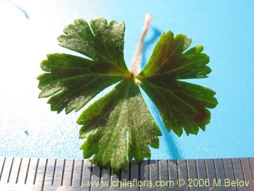 Bild von Anemone decapetala var. foliolosa (Centella). Klicken Sie, um den Ausschnitt zu vergrössern.