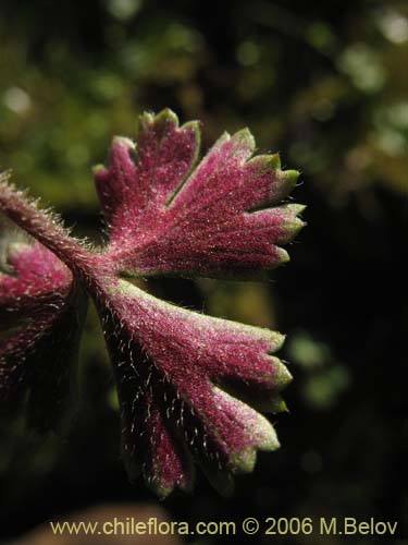 Bild von Anemone decapetala var. foliolosa (Centella). Klicken Sie, um den Ausschnitt zu vergrössern.