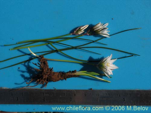 Nordoscordum sp.  #1266의 사진