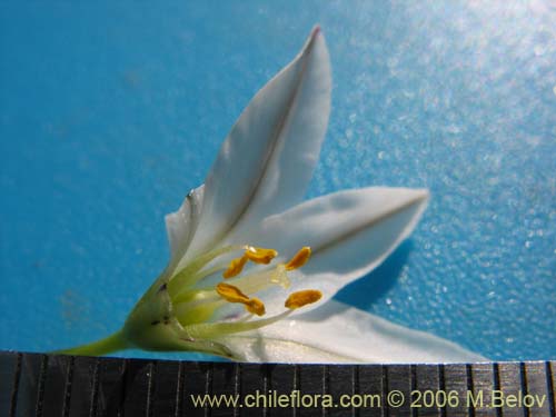 Nordoscordum sp.  #1266의 사진