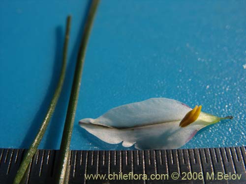 Nordoscordum sp.  #1266의 사진