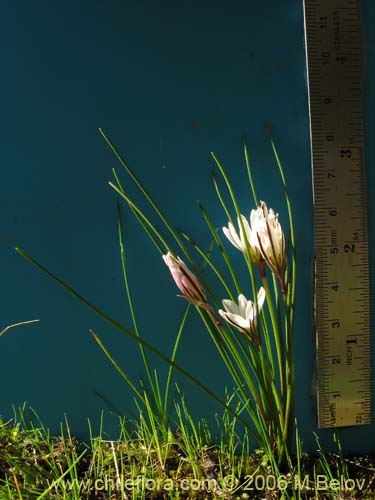 Nordoscordum sp.  #1266의 사진