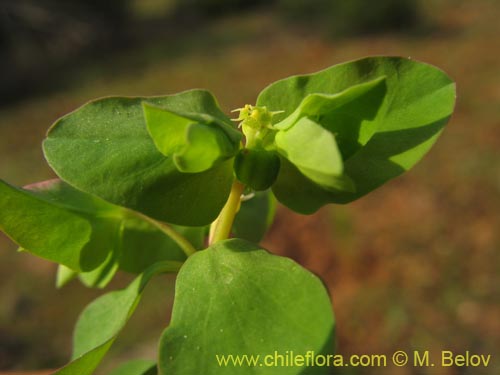 Imágen de Euphorbia peplus (Pichoa / Pichoga / Mariquita). Haga un clic para aumentar parte de imágen.