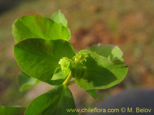 Imágen de Euphorbia peplus (Pichoa / Pichoga / Mariquita). Haga un clic para aumentar parte de imágen.