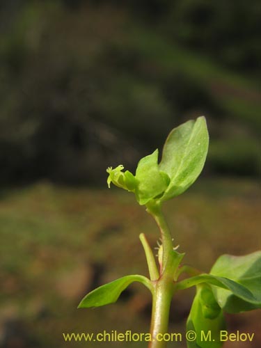 Imágen de Euphorbia peplus (Pichoa / Pichoga / Mariquita). Haga un clic para aumentar parte de imágen.