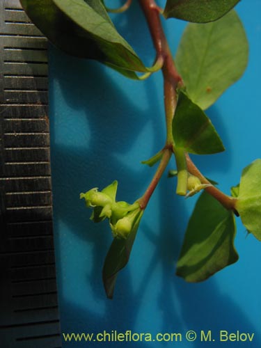 Imágen de Euphorbia peplus (Pichoa / Pichoga / Mariquita). Haga un clic para aumentar parte de imágen.