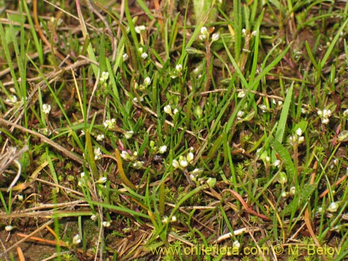 Image of Unidentified Plant sp. #3079 (). Click to enlarge parts of image.