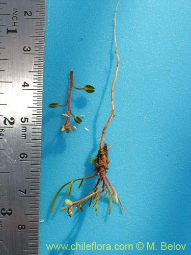 Image of Unidentified Plant sp. #3079 (). Click to enlarge parts of image.