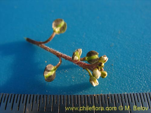 Image of Unidentified Plant sp. #3079 (). Click to enlarge parts of image.